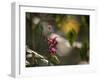 Flowers in the Jungle Mountains of the Serra Da Mantiqueira-Alex Saberi-Framed Photographic Print