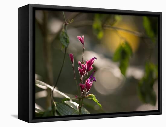 Flowers in the Jungle Mountains of the Serra Da Mantiqueira-Alex Saberi-Framed Stretched Canvas