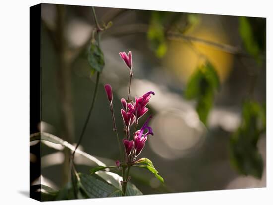 Flowers in the Jungle Mountains of the Serra Da Mantiqueira-Alex Saberi-Stretched Canvas