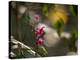 Flowers in the Jungle Mountains of the Serra Da Mantiqueira-Alex Saberi-Stretched Canvas