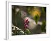 Flowers in the Jungle Mountains of the Serra Da Mantiqueira-Alex Saberi-Framed Photographic Print