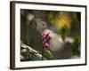 Flowers in the Jungle Mountains of the Serra Da Mantiqueira-Alex Saberi-Framed Photographic Print