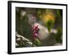 Flowers in the Jungle Mountains of the Serra Da Mantiqueira-Alex Saberi-Framed Photographic Print