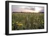 Flowers in the sunset-Giuseppe Torre-Framed Photographic Print