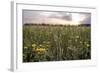 Flowers in the sunset-Giuseppe Torre-Framed Photographic Print