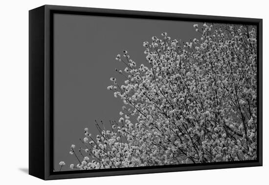 Flowers in Tree B/W-null-Framed Stretched Canvas