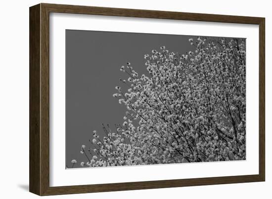 Flowers in Tree B/W-null-Framed Photo
