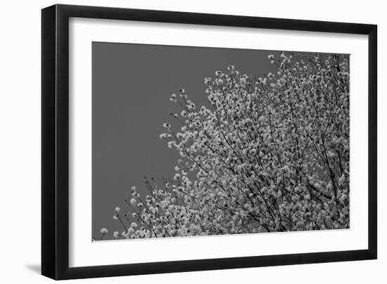 Flowers in Tree B/W-null-Framed Photo