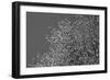 Flowers in Tree B/W-null-Framed Photo