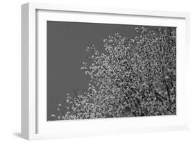 Flowers in Tree B/W-null-Framed Photo