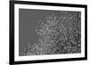 Flowers in Tree B/W-null-Framed Photo