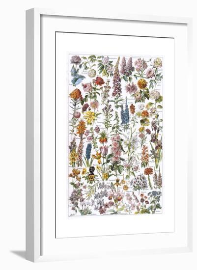 Flowers, Larousse 1913-A Millot-Framed Giclee Print