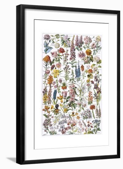 Flowers, Larousse 1913-A Millot-Framed Giclee Print