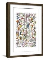 Flowers, Larousse 1913-A Millot-Framed Giclee Print