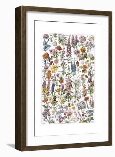 Flowers, Larousse 1913-A Millot-Framed Giclee Print