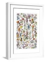 Flowers, Larousse 1913-A Millot-Framed Giclee Print