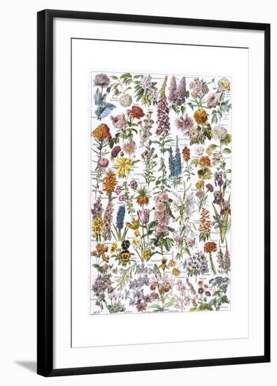 Flowers, Larousse 1913-A Millot-Framed Giclee Print