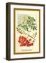 Flowers, Leaves, and Fruit of the Mountian Ash-W.h.j. Boot-Framed Art Print