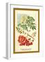 Flowers, Leaves, and Fruit of the Mountian Ash-W.h.j. Boot-Framed Art Print