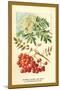Flowers, Leaves, and Fruit of the Mountian Ash-W.h.j. Boot-Mounted Art Print