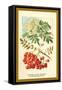 Flowers, Leaves, and Fruit of the Mountian Ash-W.h.j. Boot-Framed Stretched Canvas