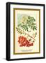 Flowers, Leaves, and Fruit of the Mountian Ash-W.h.j. Boot-Framed Art Print