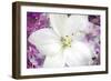 Flowers-lily, alstroemeria, dianthus and chrysanthemum arrangement, Marion County, Illinois.-Richard & Susan Day-Framed Photographic Print