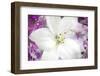Flowers-lily, alstroemeria, dianthus and chrysanthemum arrangement, Marion County, Illinois.-Richard & Susan Day-Framed Photographic Print