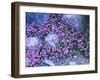 Flowers, Malcolmie, Malcolmia Spec., Stones-Thonig-Framed Photographic Print