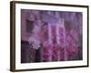 Flowers New Orleans USA-null-Framed Photographic Print