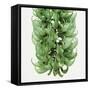 Flowers of a jade vine-Micha Pawlitzki-Framed Stretched Canvas