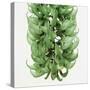 Flowers of a jade vine-Micha Pawlitzki-Stretched Canvas