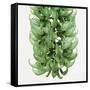 Flowers of a jade vine-Micha Pawlitzki-Framed Stretched Canvas