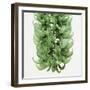 Flowers of a jade vine-Micha Pawlitzki-Framed Premium Photographic Print