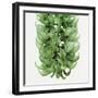 Flowers of a jade vine-Micha Pawlitzki-Framed Premium Photographic Print