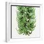 Flowers of a jade vine-Micha Pawlitzki-Framed Premium Photographic Print