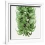 Flowers of a jade vine-Micha Pawlitzki-Framed Photographic Print