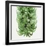 Flowers of a jade vine-Micha Pawlitzki-Framed Photographic Print