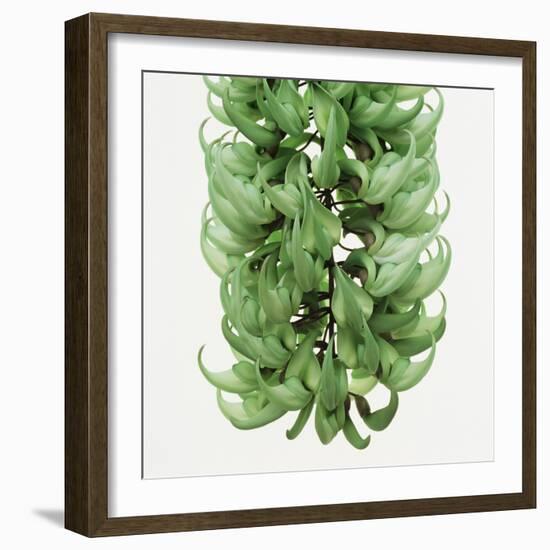 Flowers of a jade vine-Micha Pawlitzki-Framed Photographic Print