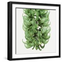 Flowers of a jade vine-Micha Pawlitzki-Framed Photographic Print