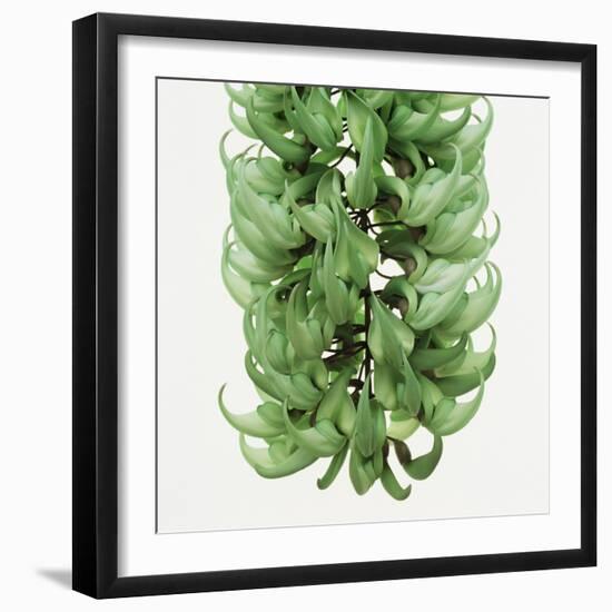 Flowers of a jade vine-Micha Pawlitzki-Framed Photographic Print