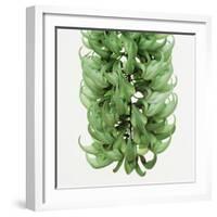 Flowers of a jade vine-Micha Pawlitzki-Framed Photographic Print