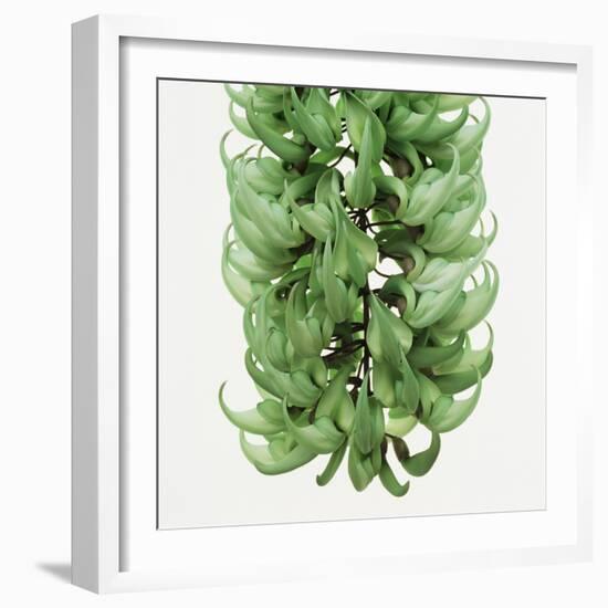 Flowers of a jade vine-Micha Pawlitzki-Framed Photographic Print