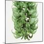 Flowers of a jade vine-Micha Pawlitzki-Mounted Photographic Print