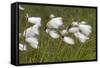 Flowers of Cotton Grass or Hare's-Tail Blowing in Wind-null-Framed Stretched Canvas