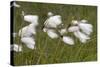 Flowers of Cotton Grass or Hare's-Tail Blowing in Wind-null-Stretched Canvas