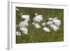 Flowers of Cotton Grass or Hare's-Tail Blowing in Wind-null-Framed Photographic Print