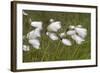 Flowers of Cotton Grass or Hare's-Tail Blowing in Wind-null-Framed Photographic Print