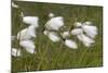 Flowers of Cotton Grass or Hare's-Tail Blowing in Wind-null-Mounted Photographic Print