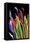 Flowers of Eden 4-Rabi Khan-Framed Stretched Canvas